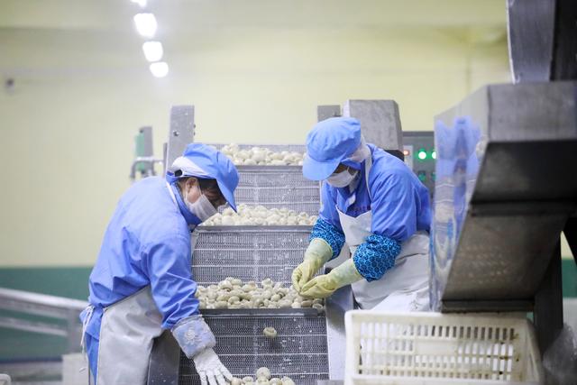 canned mushroom factory